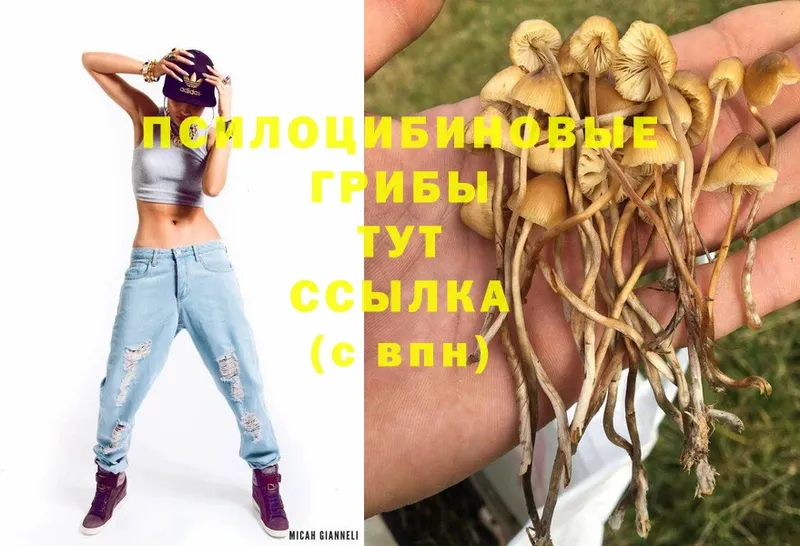 Псилоцибиновые грибы Magic Shrooms  Кудымкар 